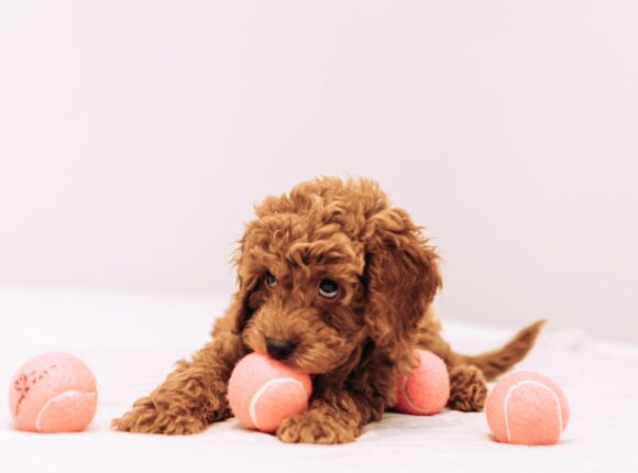 Cute puppy golden doodle playing with tennis balls